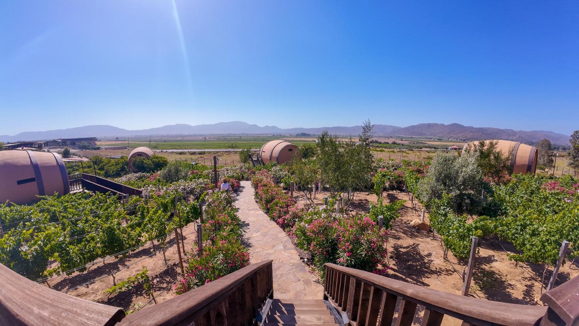 Finca El Mirador Valle de Guadalupe Kültér fotó